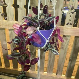 Hiros Plants 2