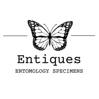 Entiques